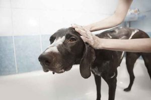 dog bath to control pet dander