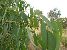 eucalyptus rossii leaves