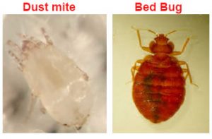 29 Dust Mites Facts: Everything You Need to Know ...
