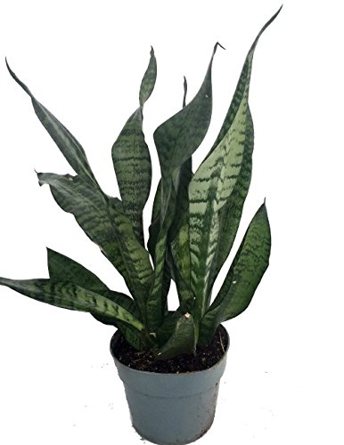 Snake-Plant-Mother-Laws-Tongue