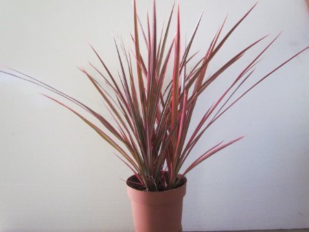 Dracaena-Marginata-Colorama-Tri-color-Houseplant