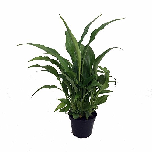 Peace-Lily-Plant-Spathyphyllium-Great