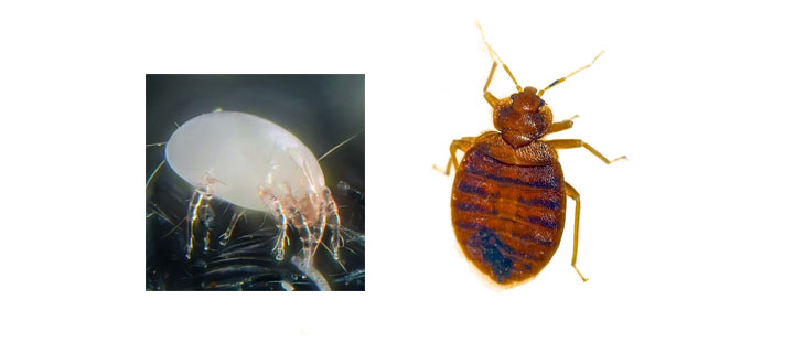 Dust Mites vs Bed Bugs